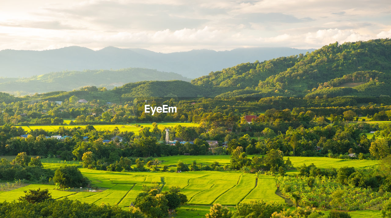 SCENIC VIEW OF AGRICULTURAL FIELD