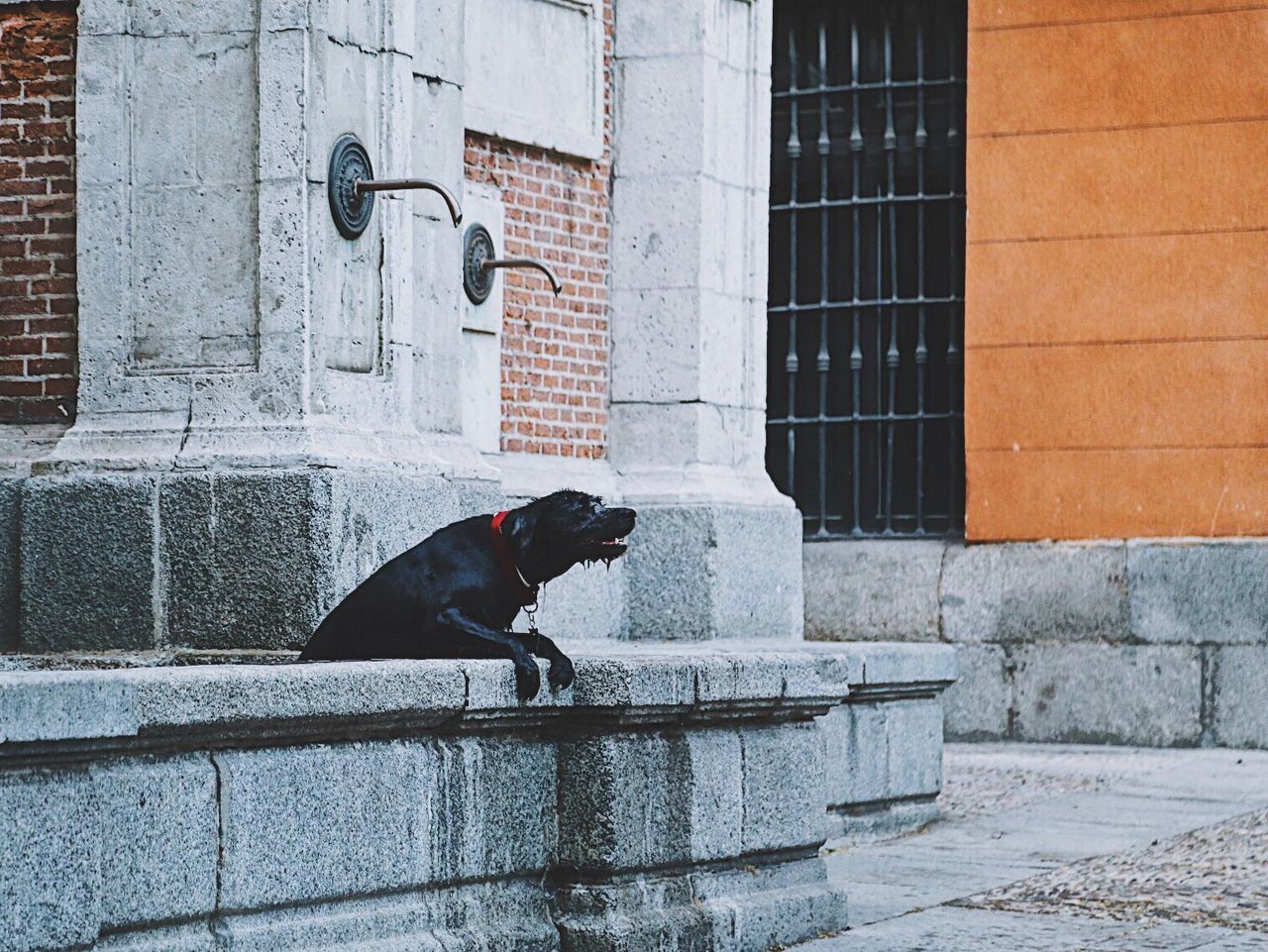 Black dog swimming in fountain