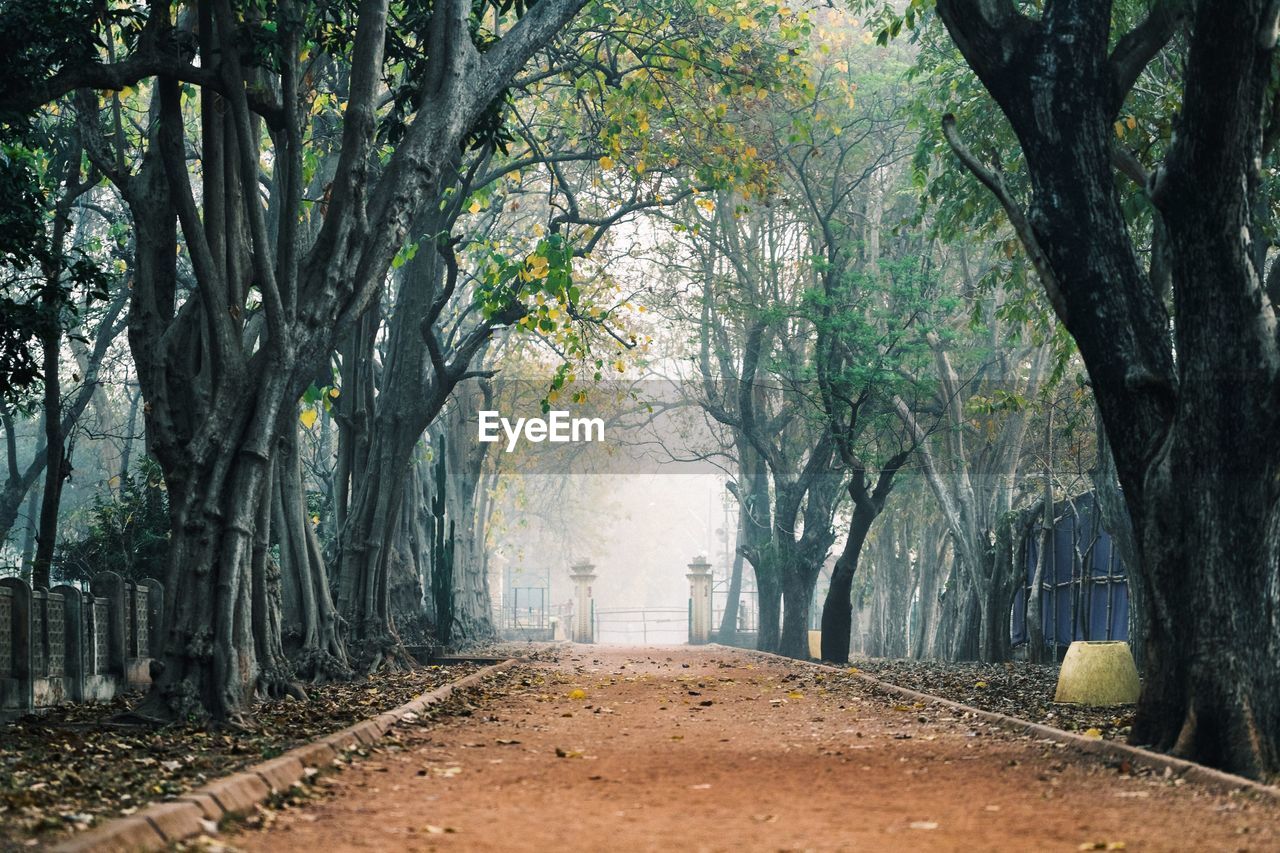 Road amidst trees in forest