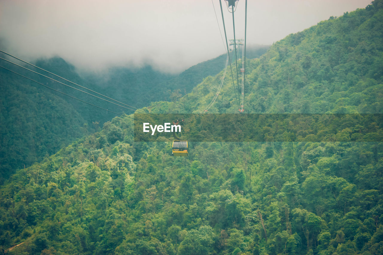 OVERHEAD CABLE CAR AMIDST TREES
