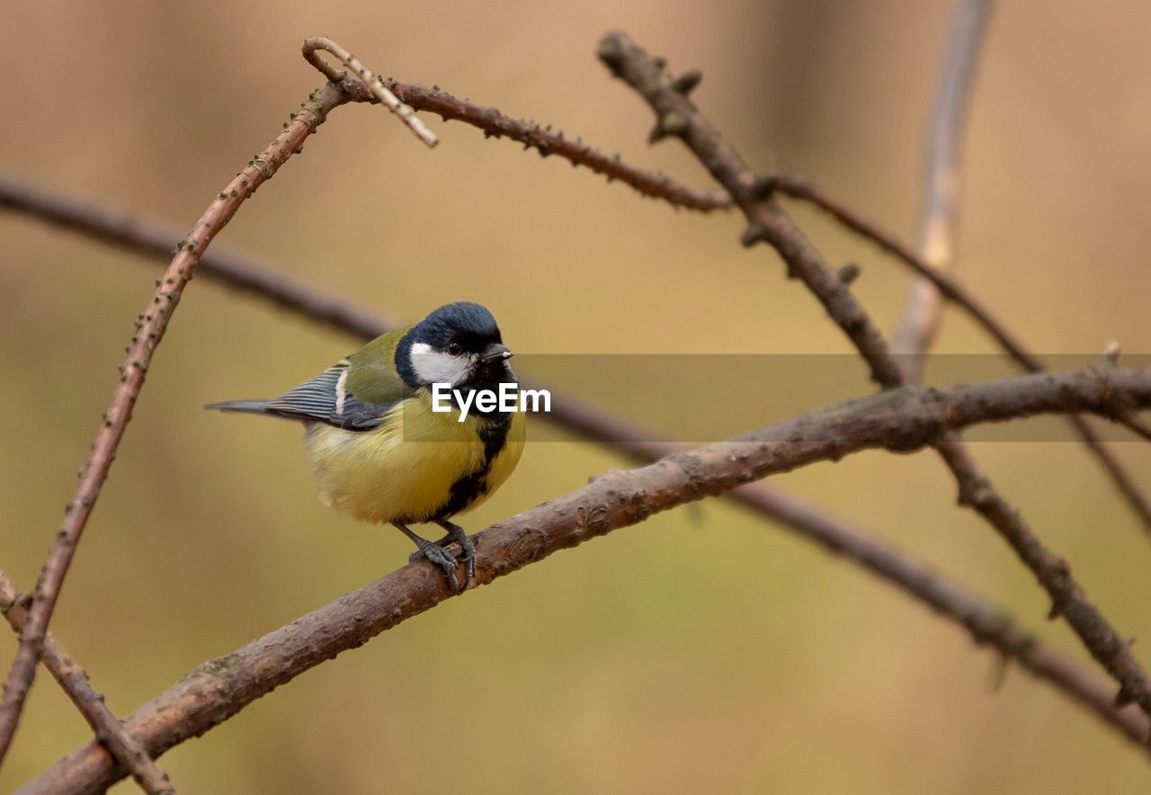 Close-up of bird perching on branch