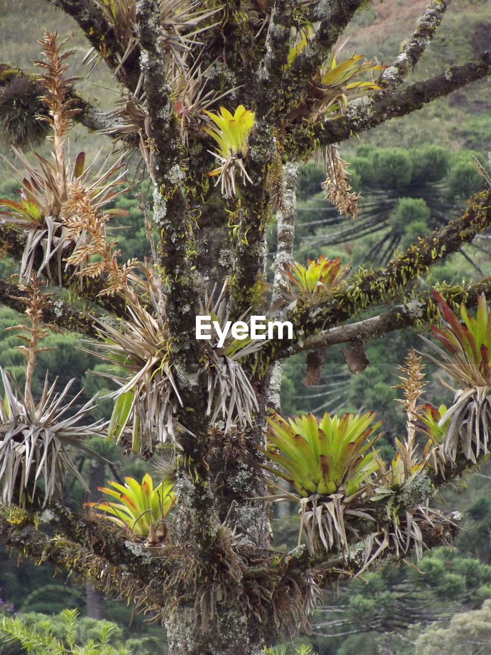 CLOSE-UP OF PALM TREES AGAINST PLANTS