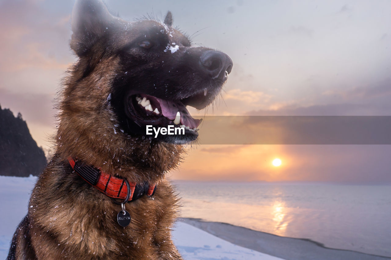 dog, animal themes, animal, pet, one animal, canine, mammal, domestic animals, sky, water, nature, sunset, snow, animal body part, winter, facial expression, no people, german shepherd, sea, cloud, cold temperature, carnivore, sticking out tongue, land, beauty in nature, outdoors, mouth open, animal mouth