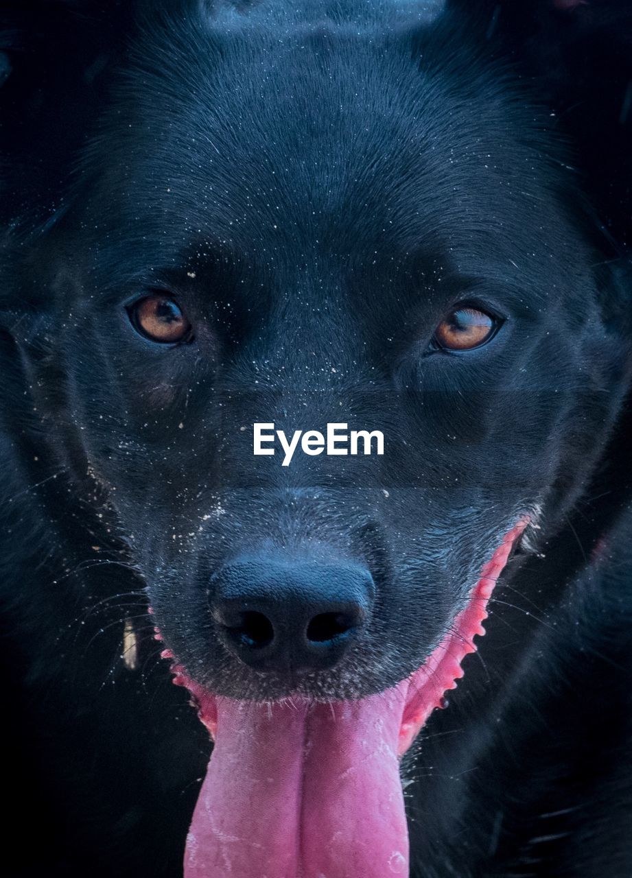 CLOSE-UP PORTRAIT OF BLACK DOG IN MOUTH OPEN