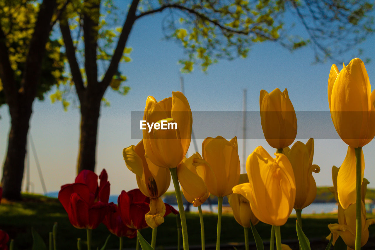 Close-up of yellow tulips on field against sky