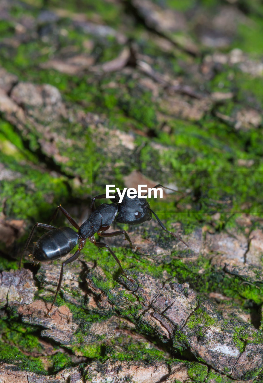 CLOSE-UP OF INSECT ON LAND