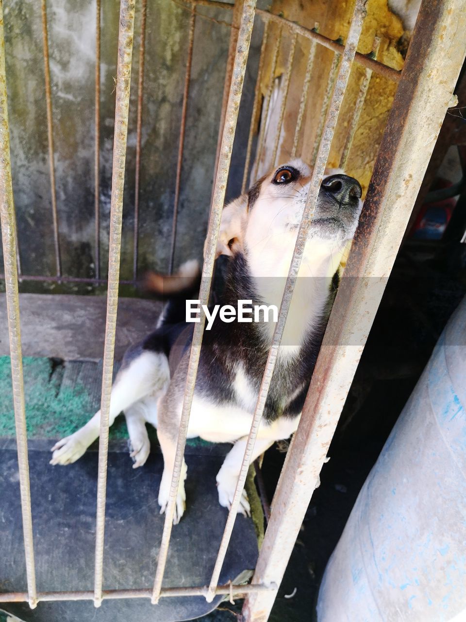 HIGH ANGLE VIEW OF DOG IN ZOO