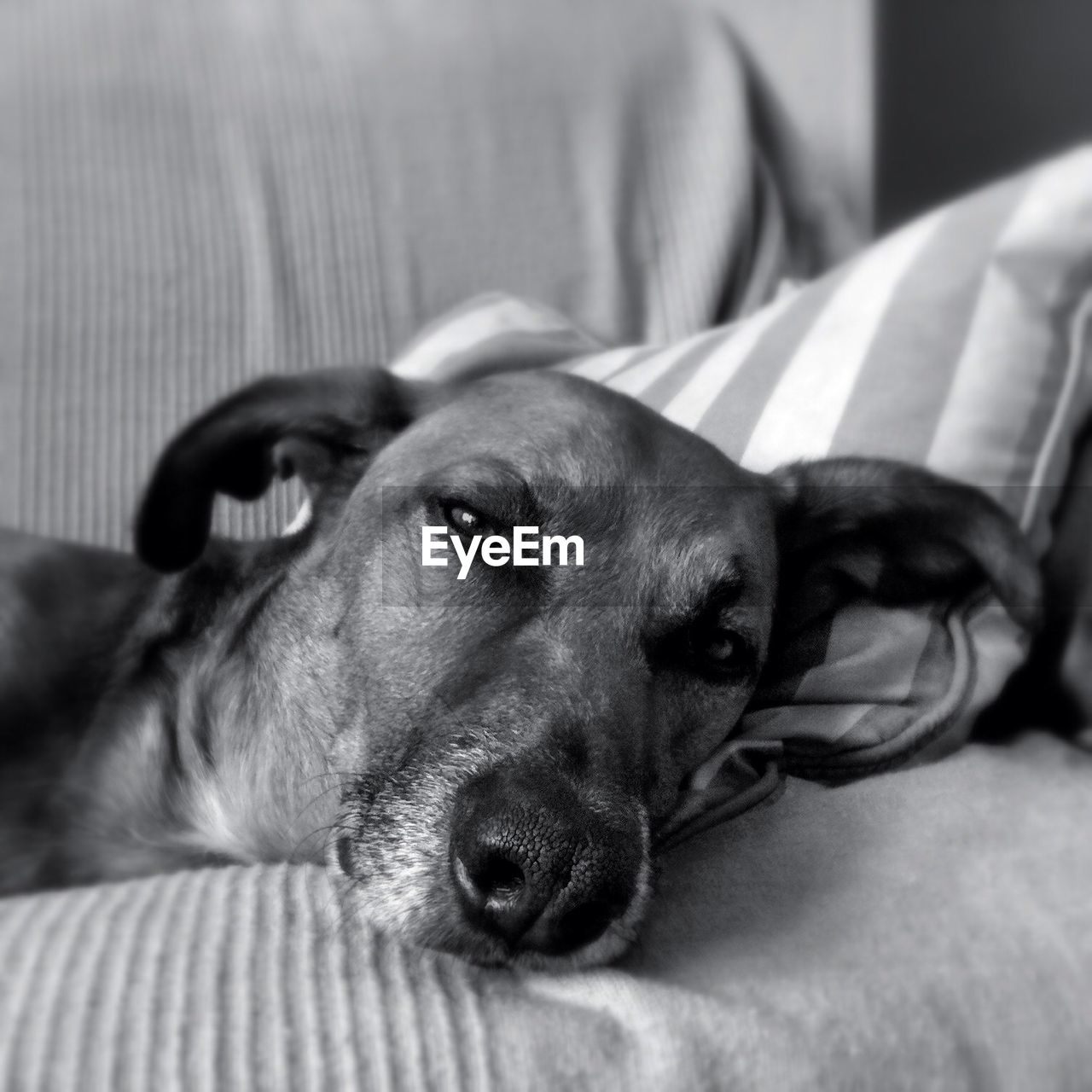 Close-up portrait of a dog