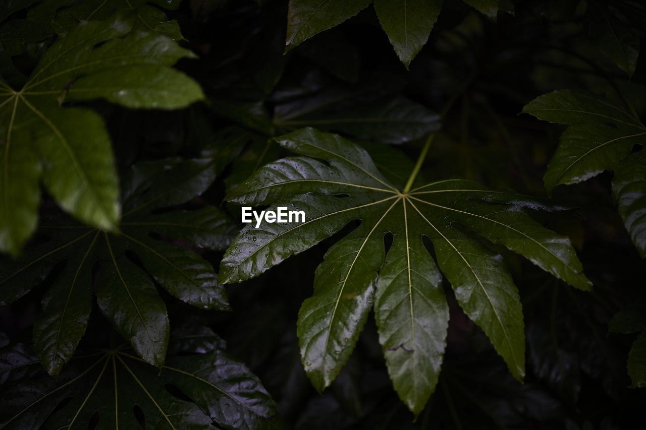 Close-up of green leaves