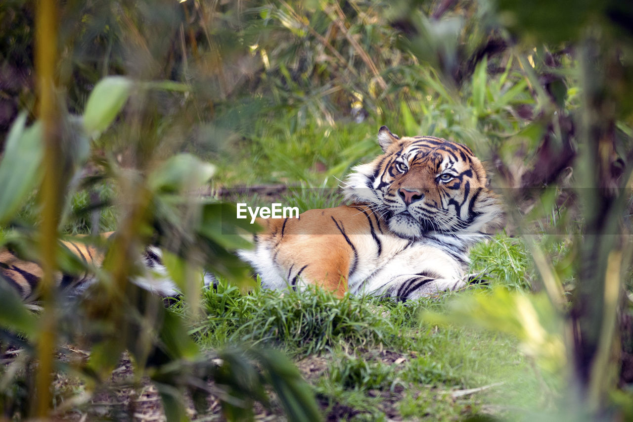Portrait of tiger relaxing on grassy field in forest