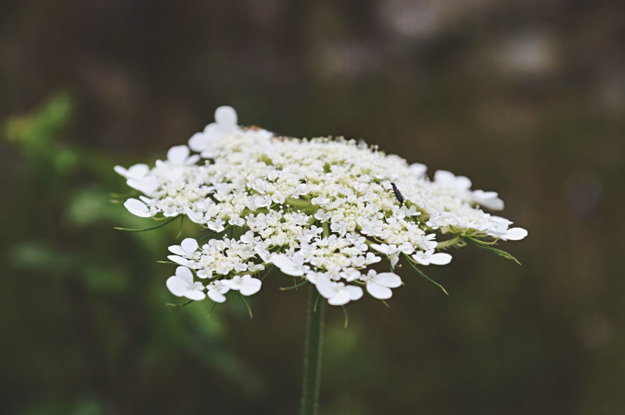 Close-up of insect on flowering plant