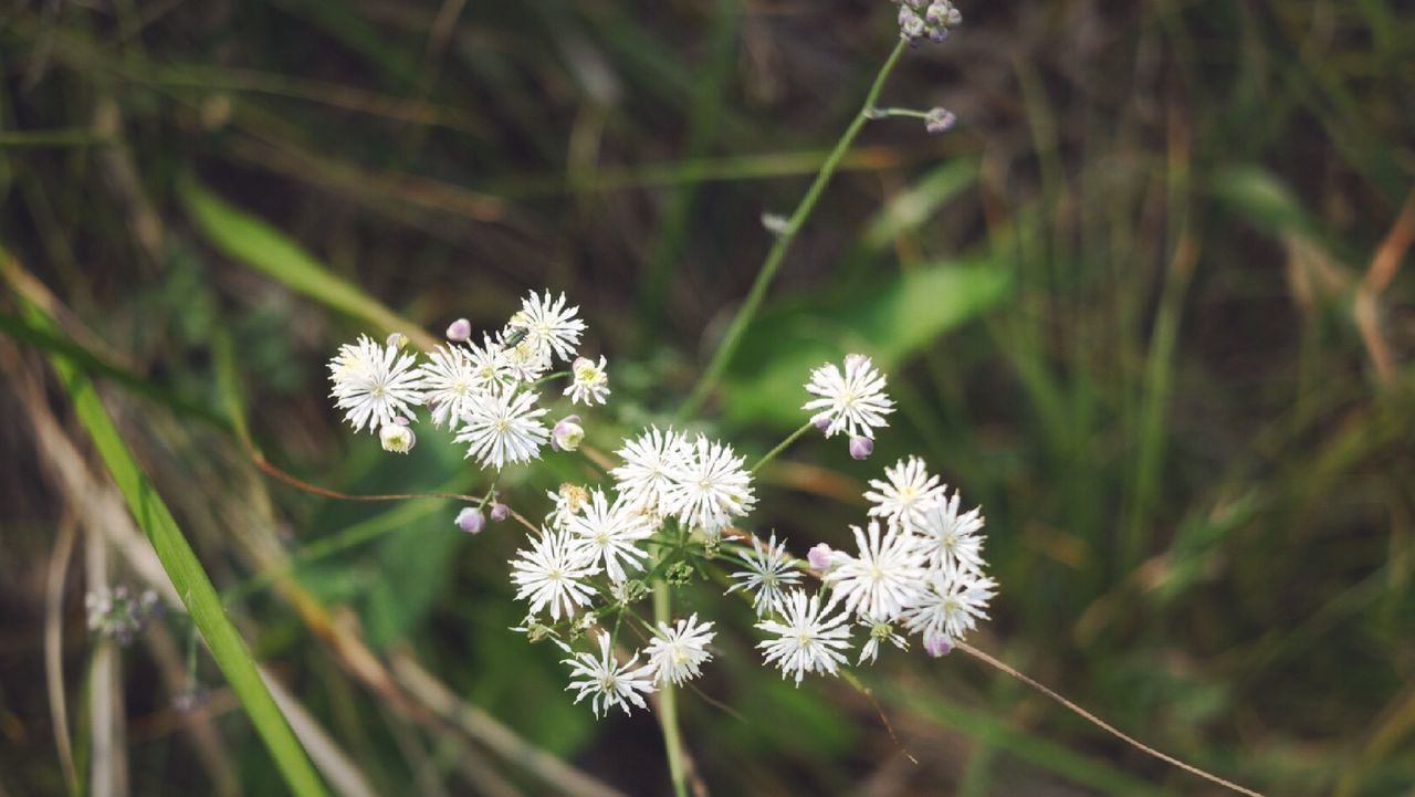 CLOSE-UP OF WHITE FLOWERS BLOOMING OUTDOORS