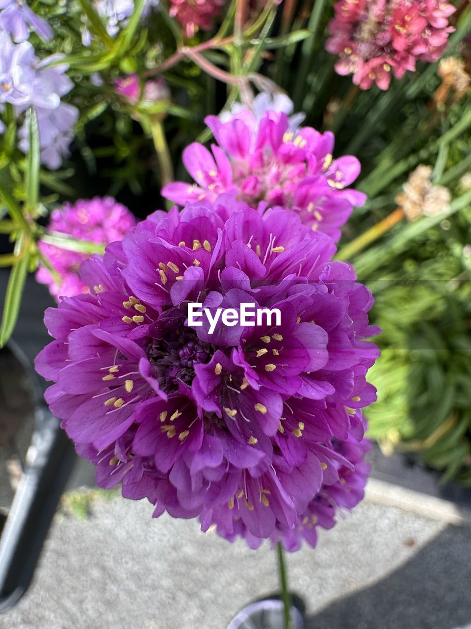 flowering plant, flower, plant, freshness, beauty in nature, close-up, fragility, nature, petal, growth, purple, flower head, inflorescence, day, pink, no people, focus on foreground, blossom, outdoors, high angle view, sunlight, botany