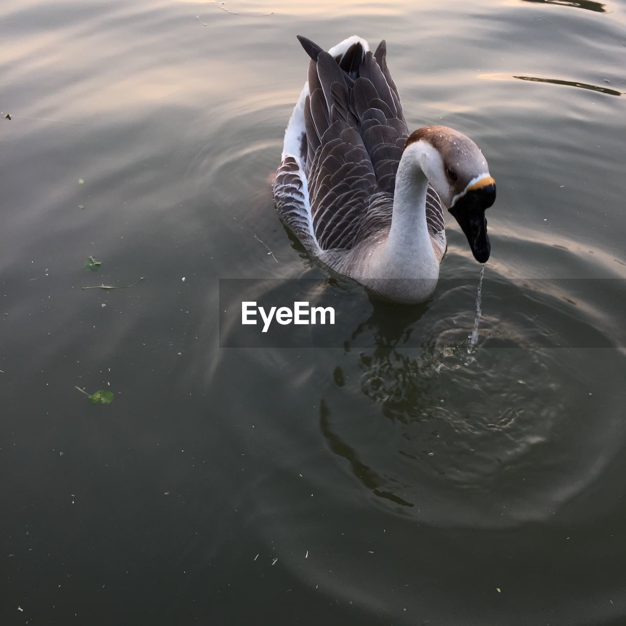 High angle view of bird swimming in lake