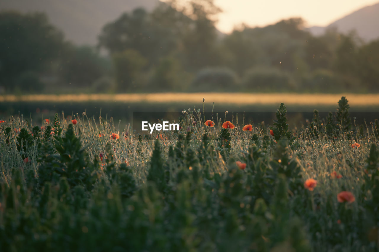 plant, nature, morning, grass, field, flower, beauty in nature, sky, landscape, flowering plant, land, sunlight, environment, growth, tranquility, freshness, selective focus, no people, meadow, prairie, scenics - nature, rural scene, rural area, grassland, tranquil scene, leaf, sun, outdoors, green, autumn, sunrise, twilight, horizon, red, agriculture, cloud, dawn, fog, natural environment, day, summer, tree, wildflower, plain, poppy