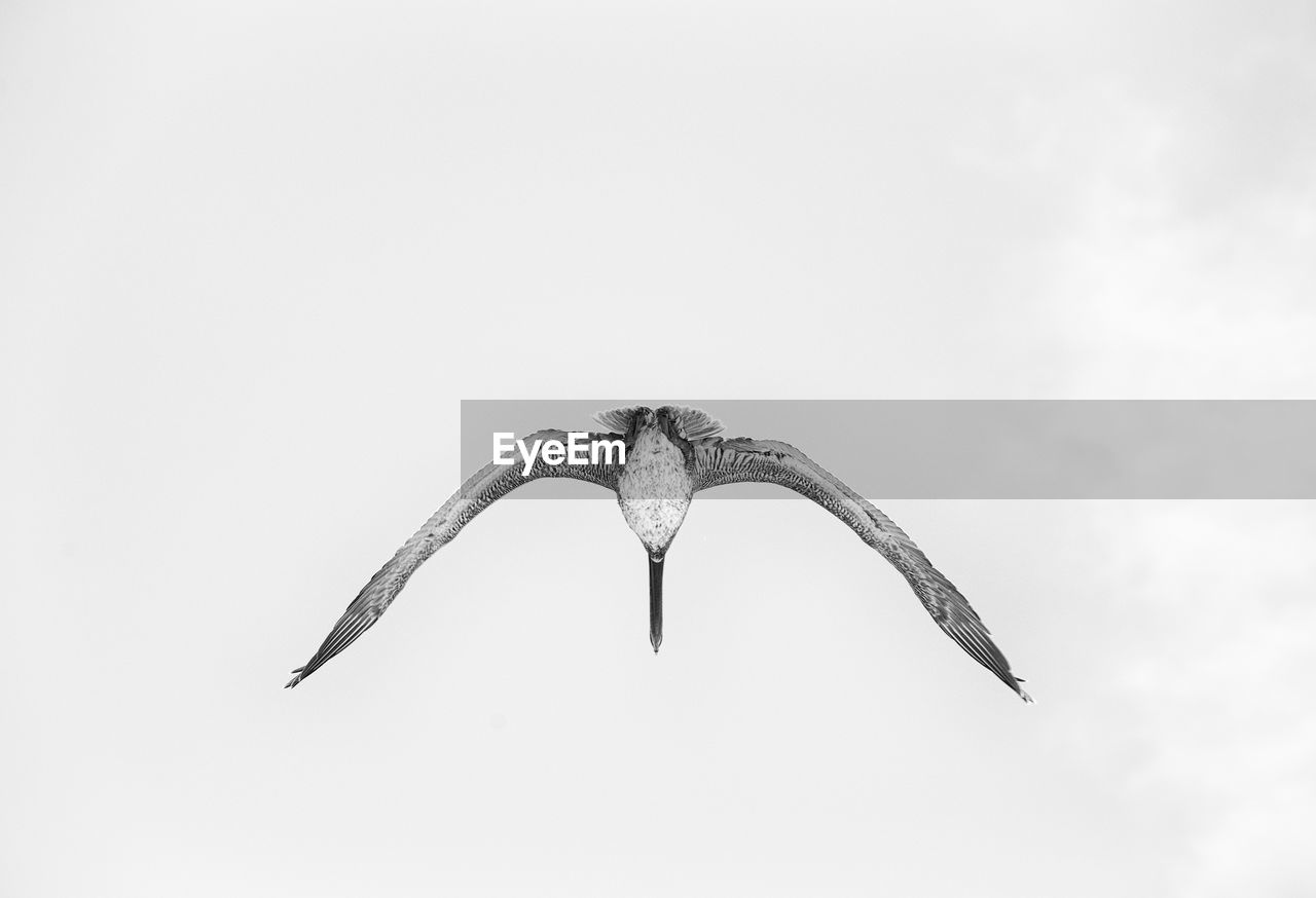 LOW ANGLE VIEW OF BIRD FLYING AGAINST SKY