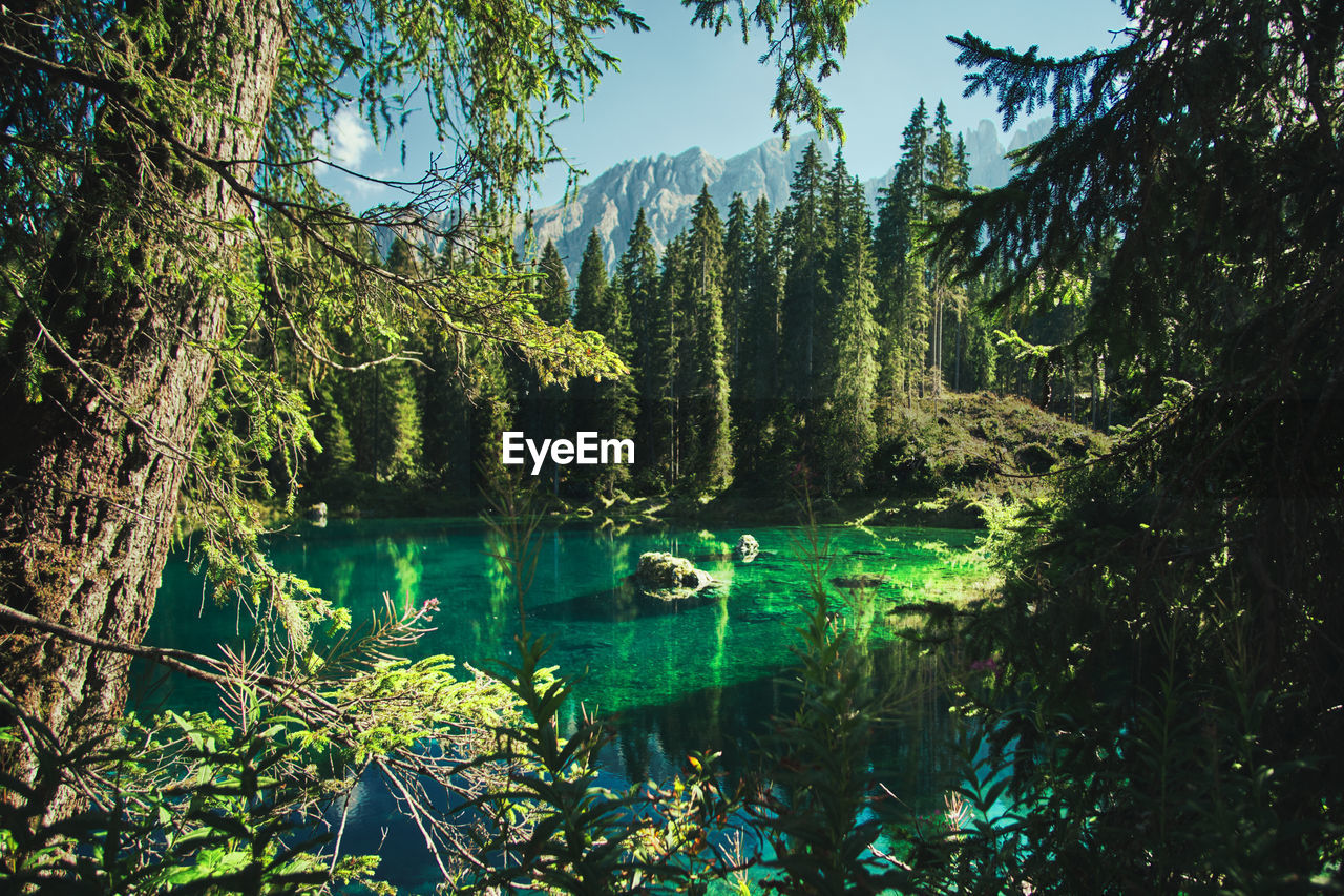 SCENIC VIEW OF LAKE BY TREES IN FOREST