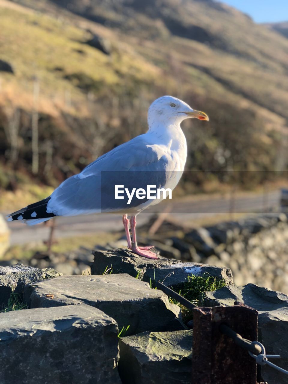 CLOSE-UP OF SEAGULL ON RETAINING WALL