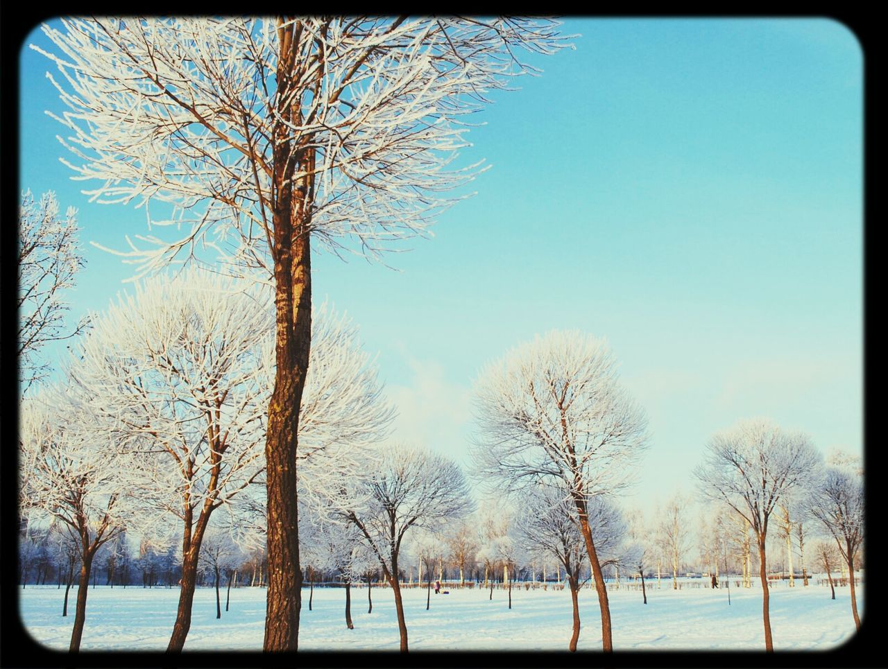 Bare trees in winter