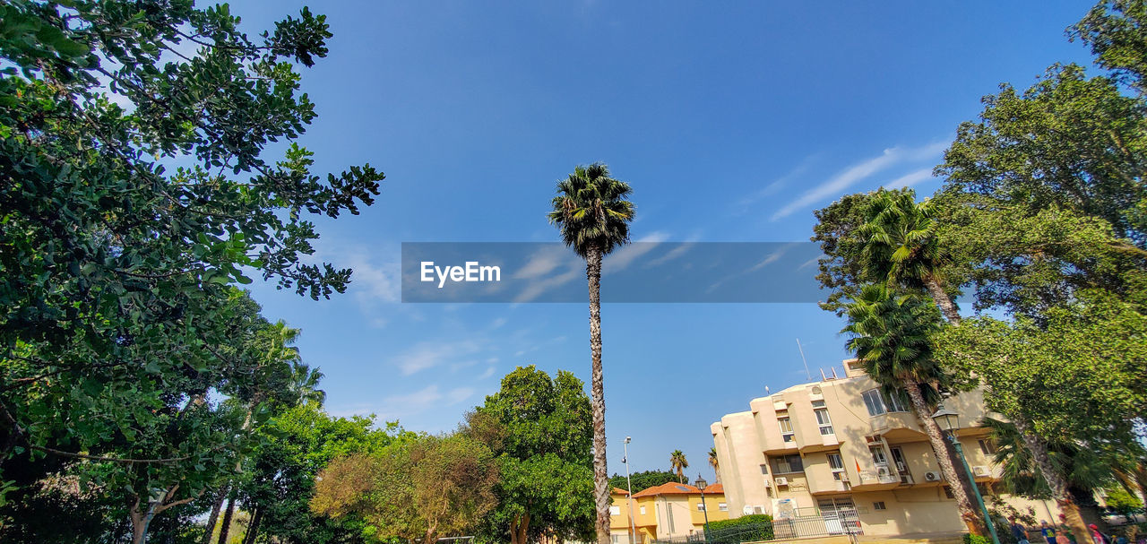 LOW ANGLE VIEW OF TREES AND BUILDING AGAINST SKY