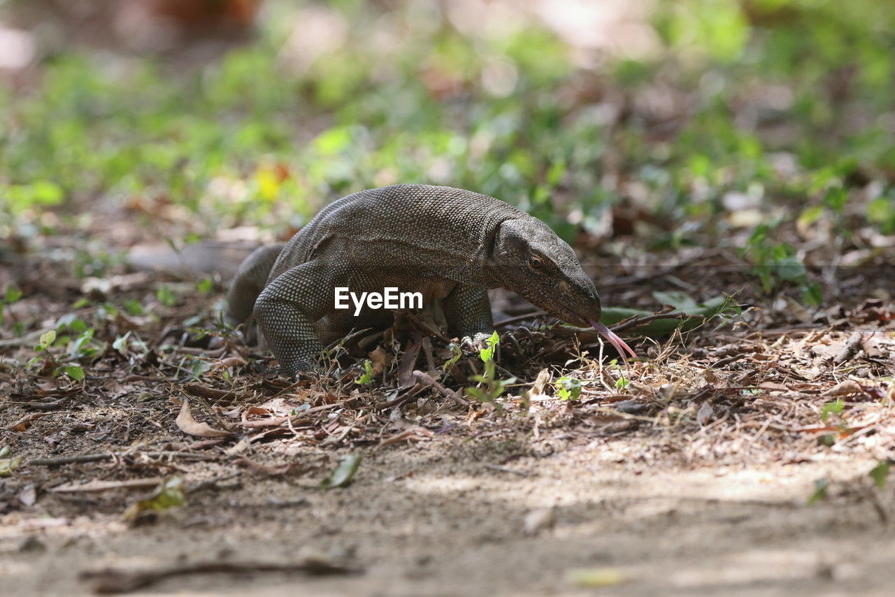 high angle view of an animal on field