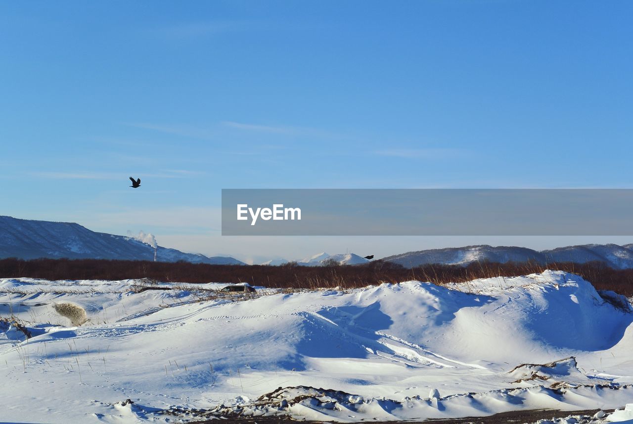 Flying bird on a winter kamchatka landscape