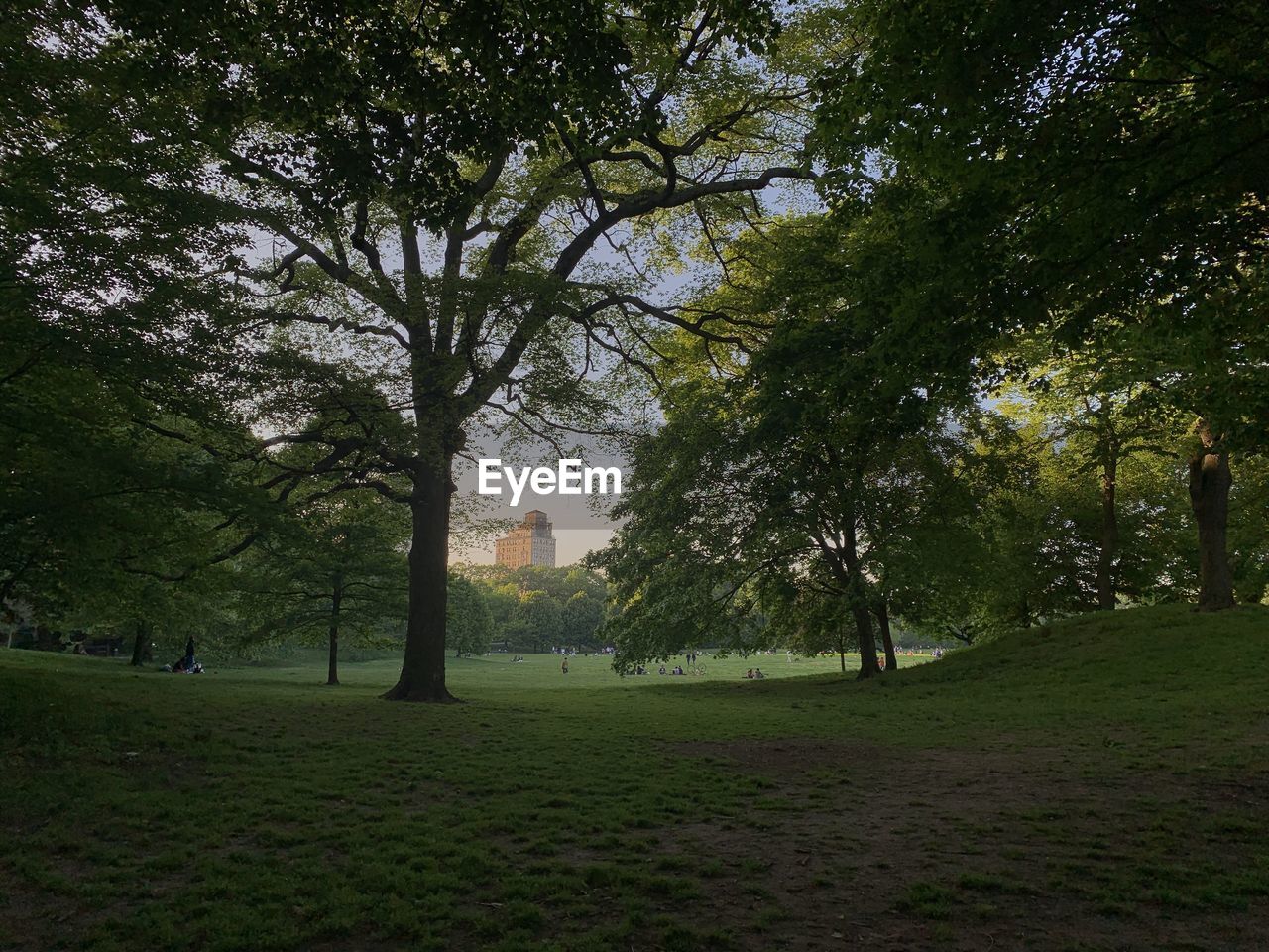 TREES GROWING ON FIELD IN PARK