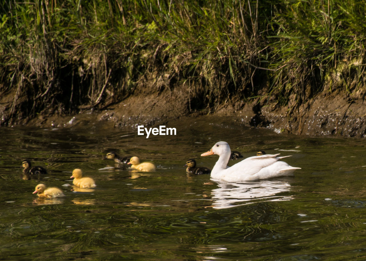 SWANS IN LAKE