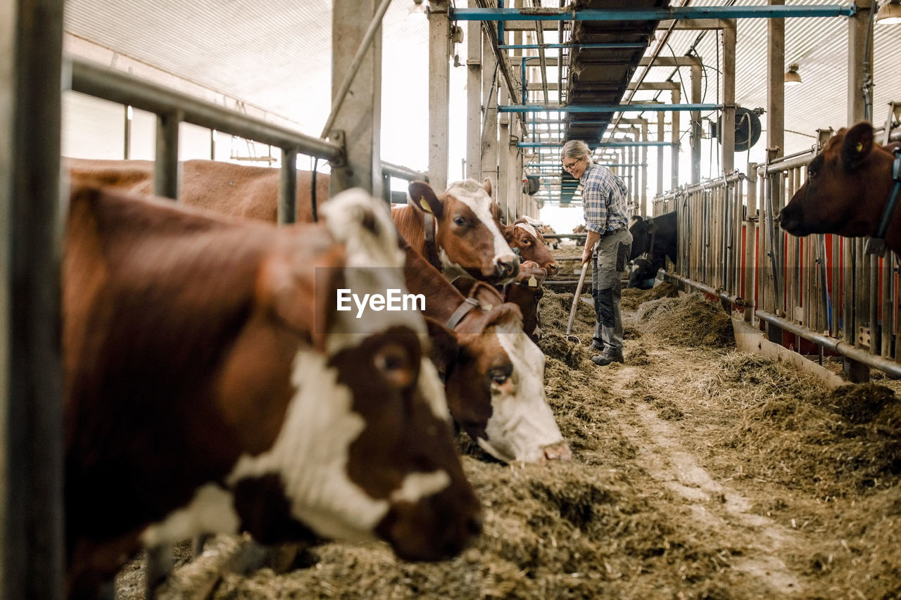 Female farmer cleaning with shovel by cows in cattle farm