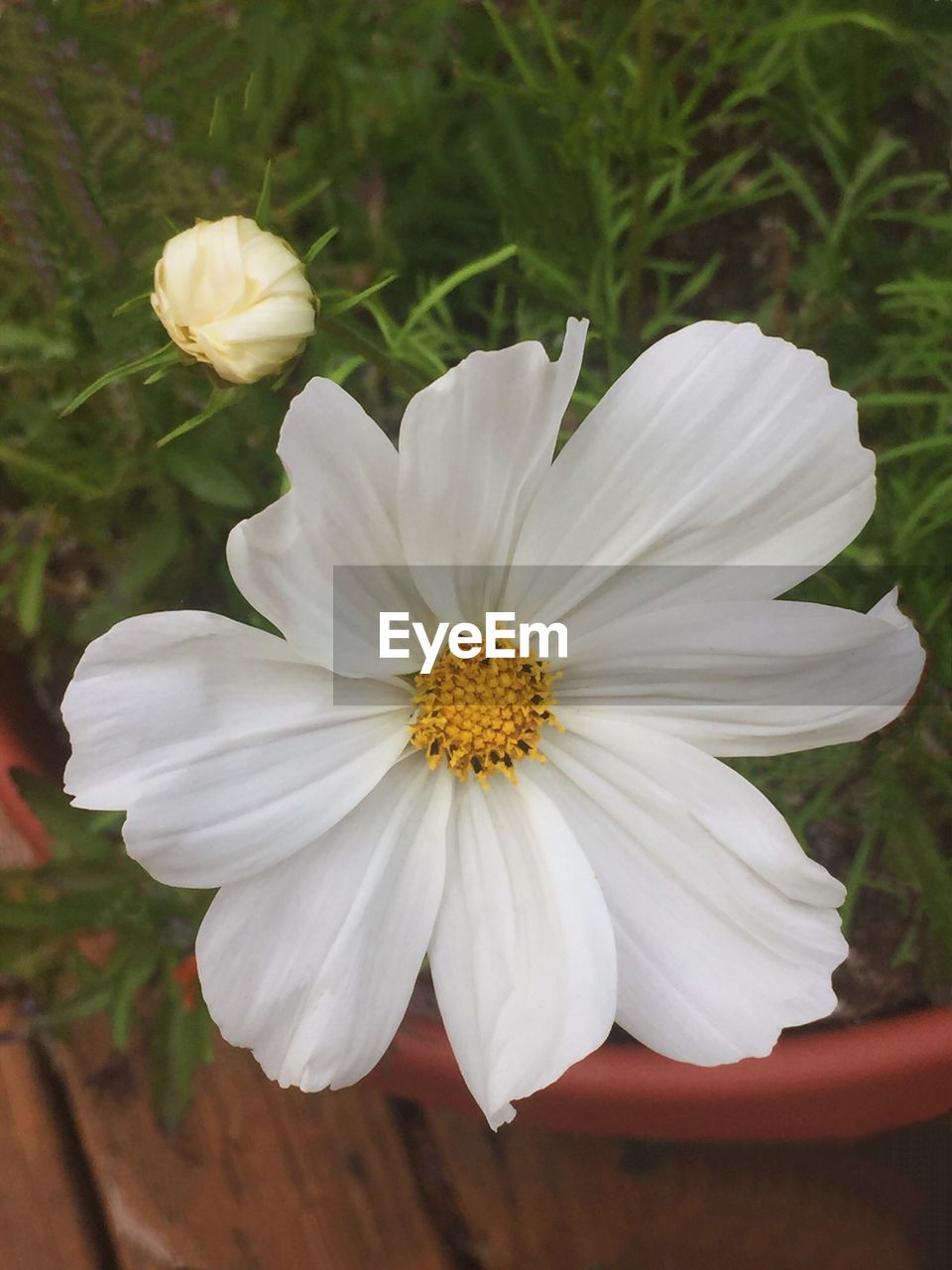 CLOSE-UP OF WHITE FLOWER