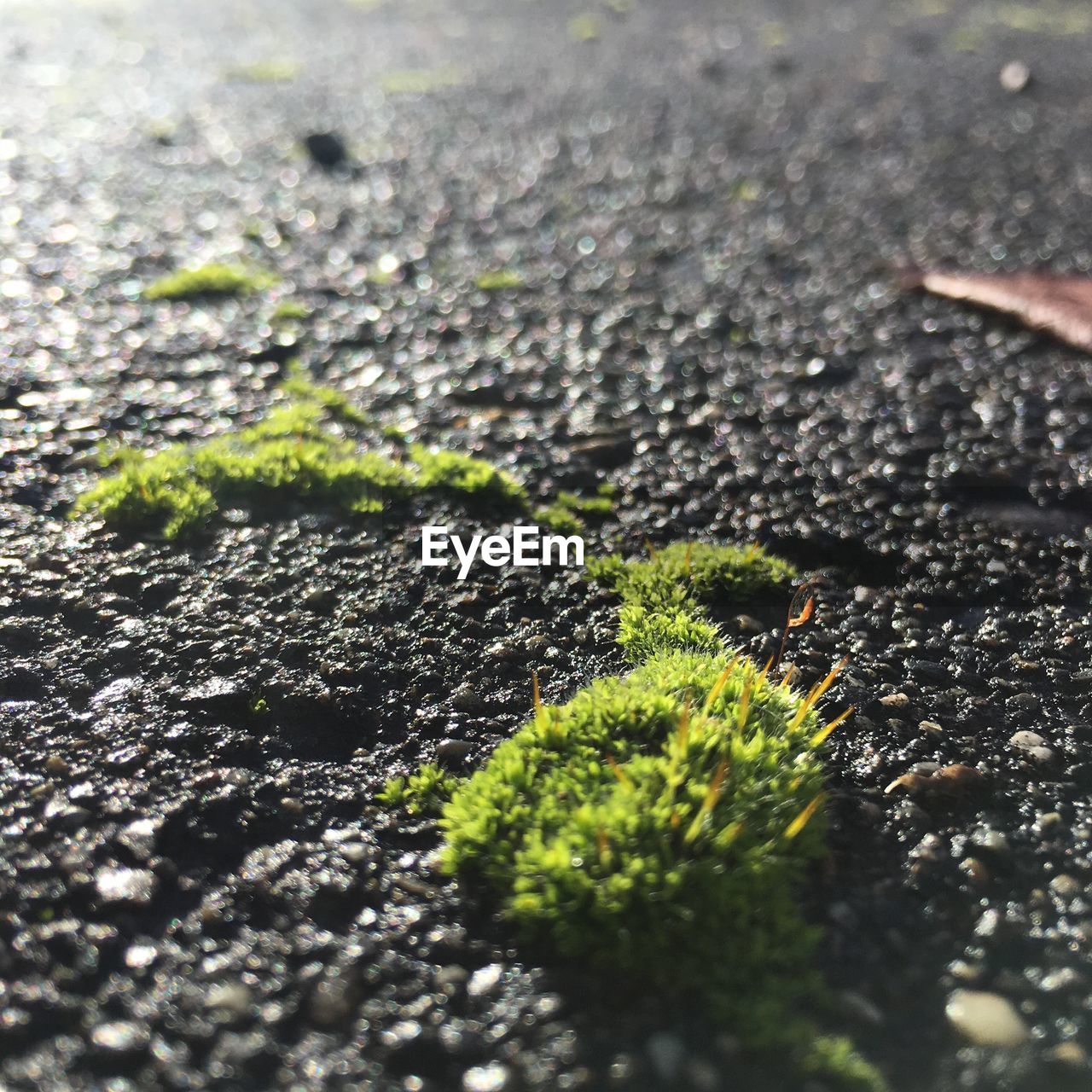 CLOSE-UP OF MOSS GROWING ON ROCK