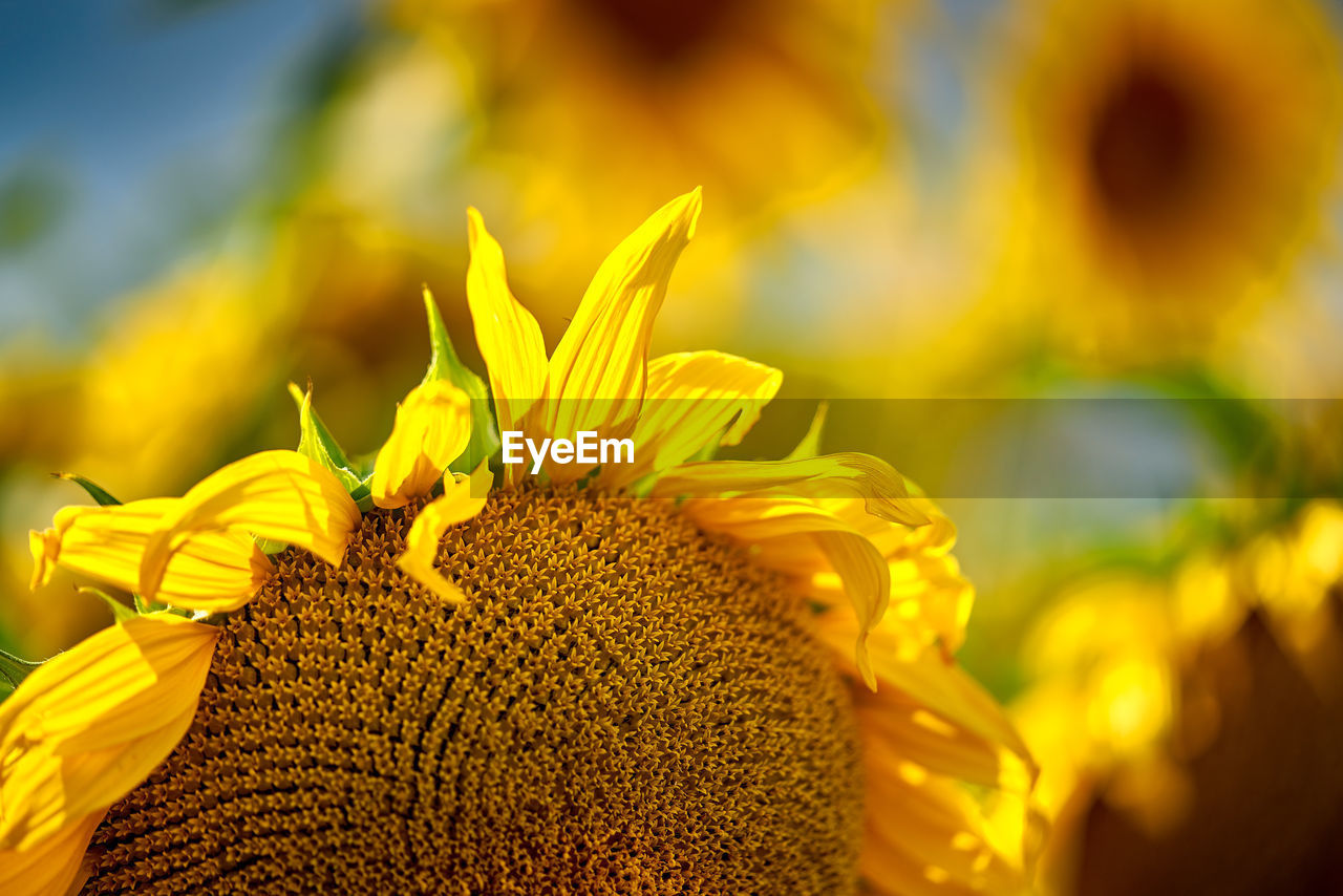 Close-up of sunflower on plant