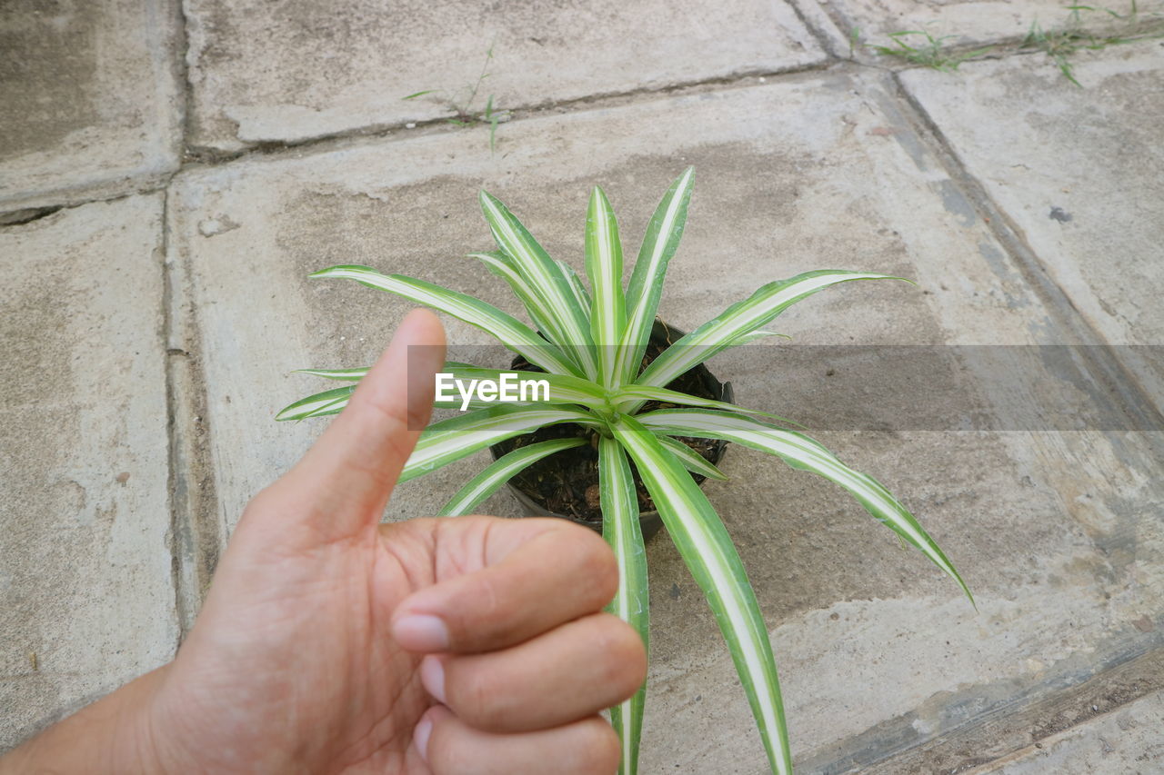 MIDSECTION OF PERSON HOLDING PLANT AGAINST WALL