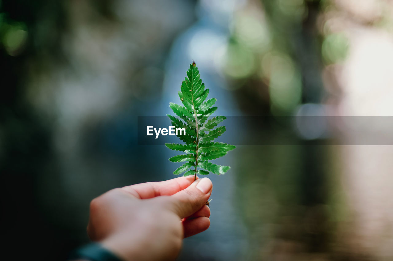 Cropped image of person holding plant