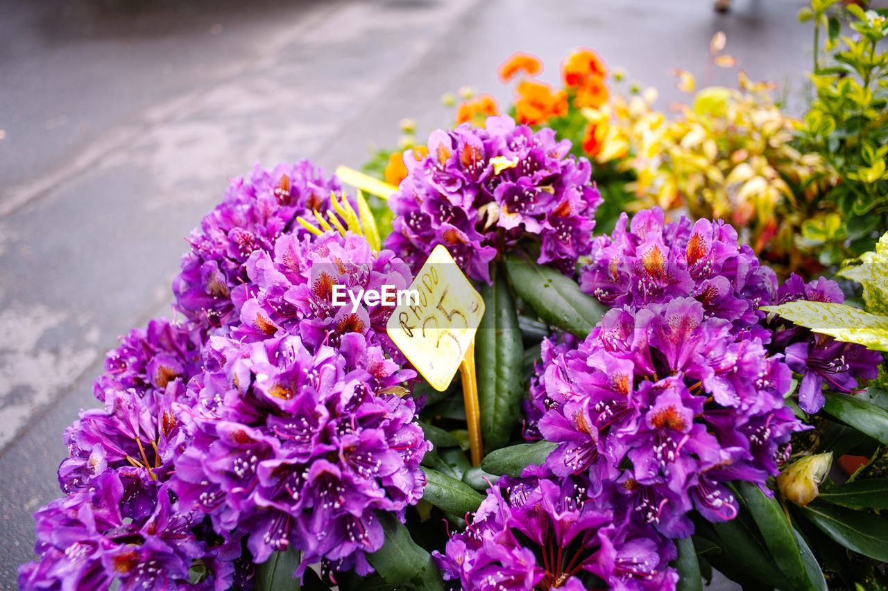 HIGH ANGLE VIEW OF PURPLE FLOWERING PLANTS