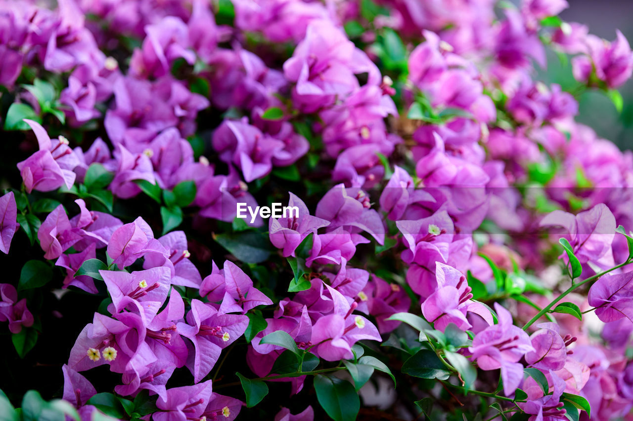 Bunch of the purple bougainvillea in the garden