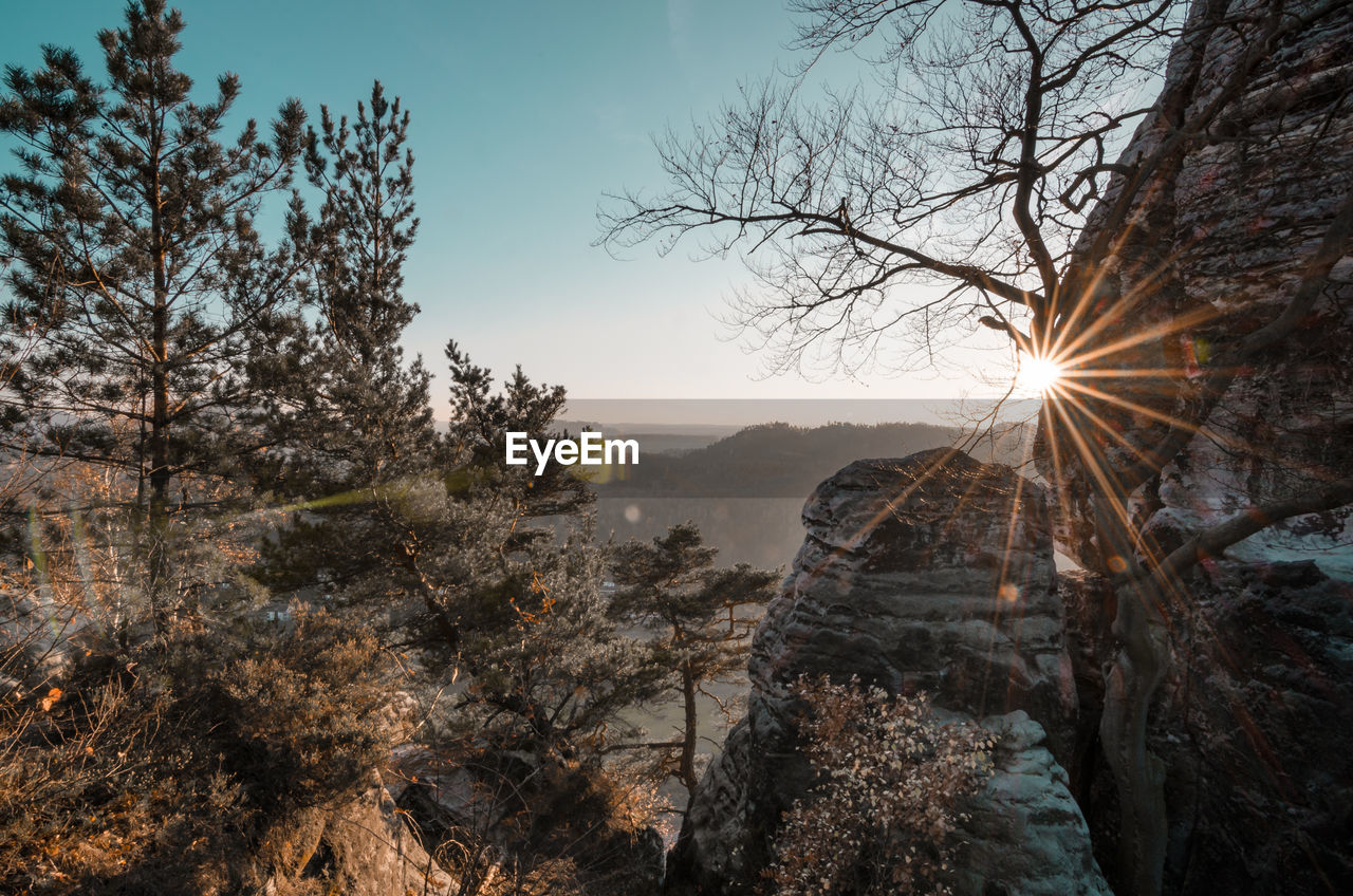 Panoramic shot of trees against sky during sunset