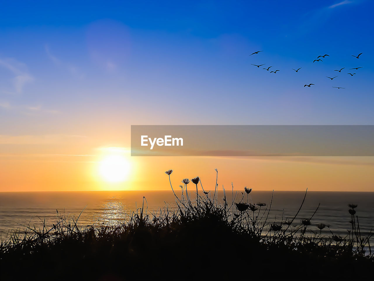 Silhouette birds flying over sea against sky during sunset