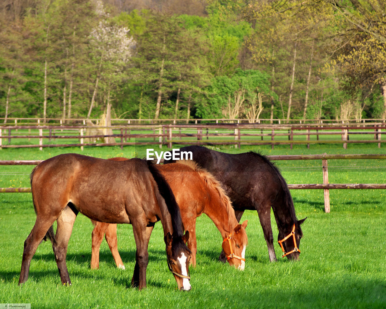 Horses grazing on grassy field