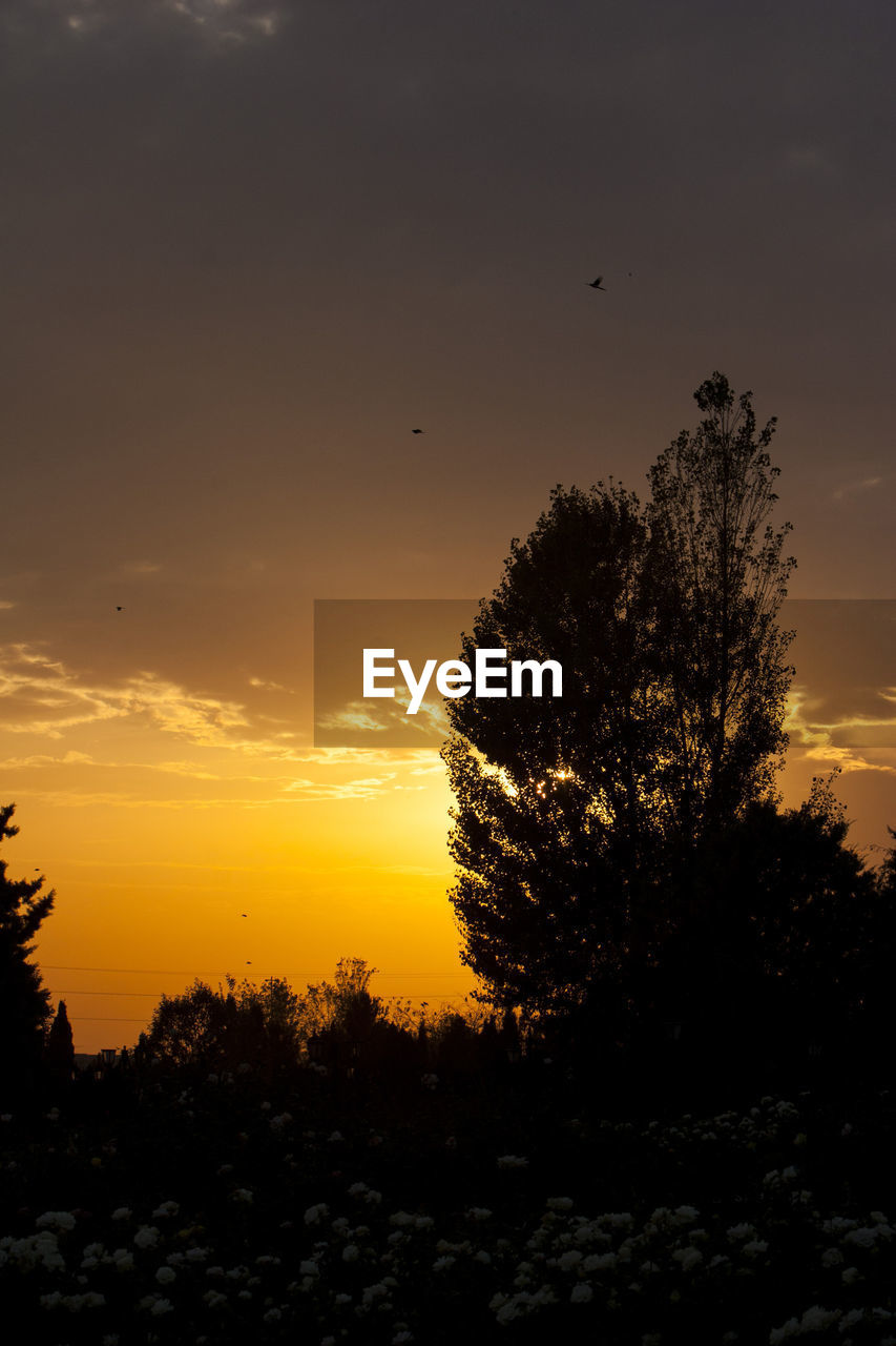 SILHOUETTE TREES AGAINST ORANGE SKY