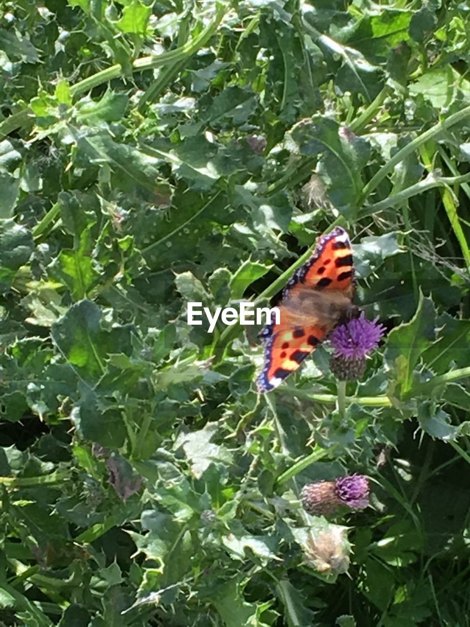 CLOSE-UP OF BUTTERFLY ON FLOWER