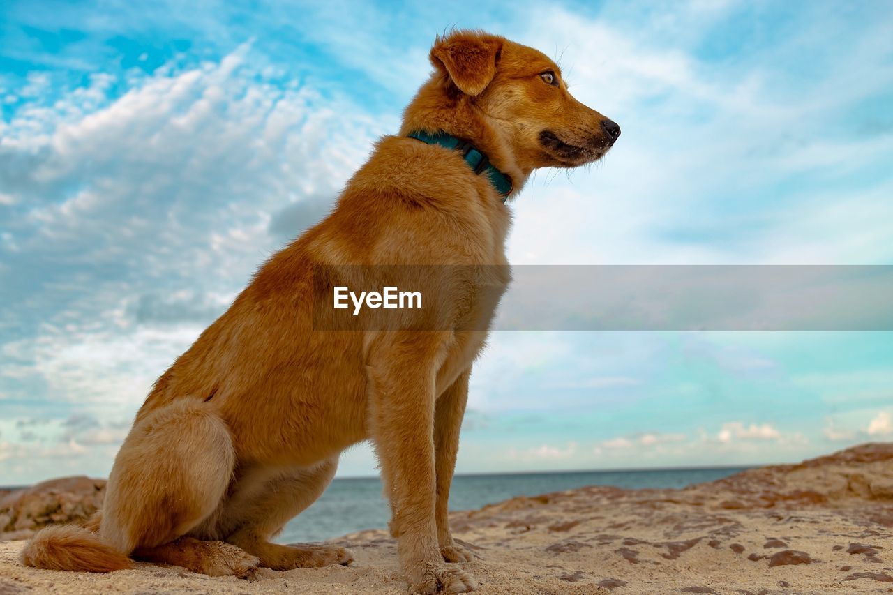 Dog looking away on beach