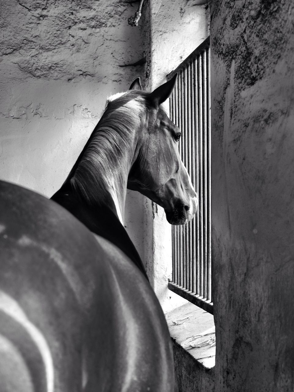 Rear view of horse in stable