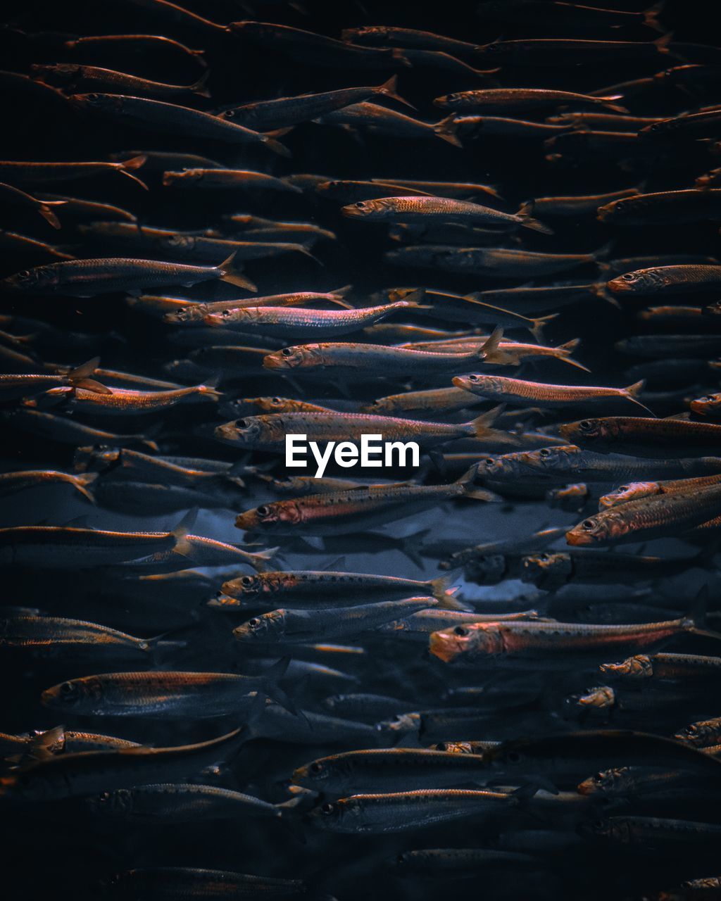 Full frame shot of fishes in sea