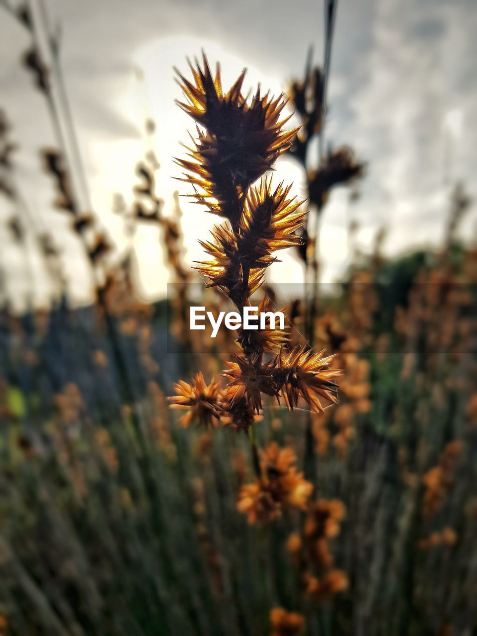 close-up of red flowering plant on field