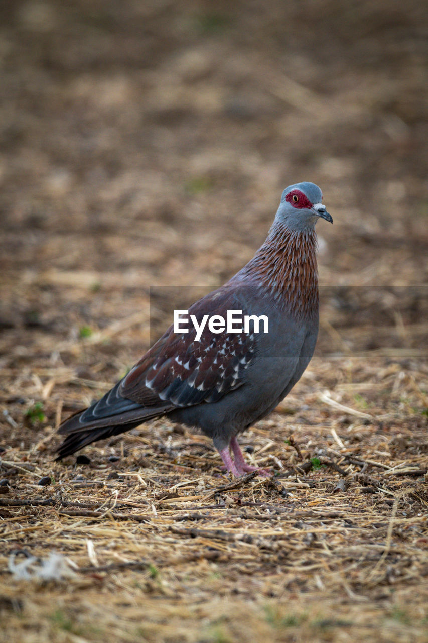 Speckled pigeon stands on ground eyeing camera