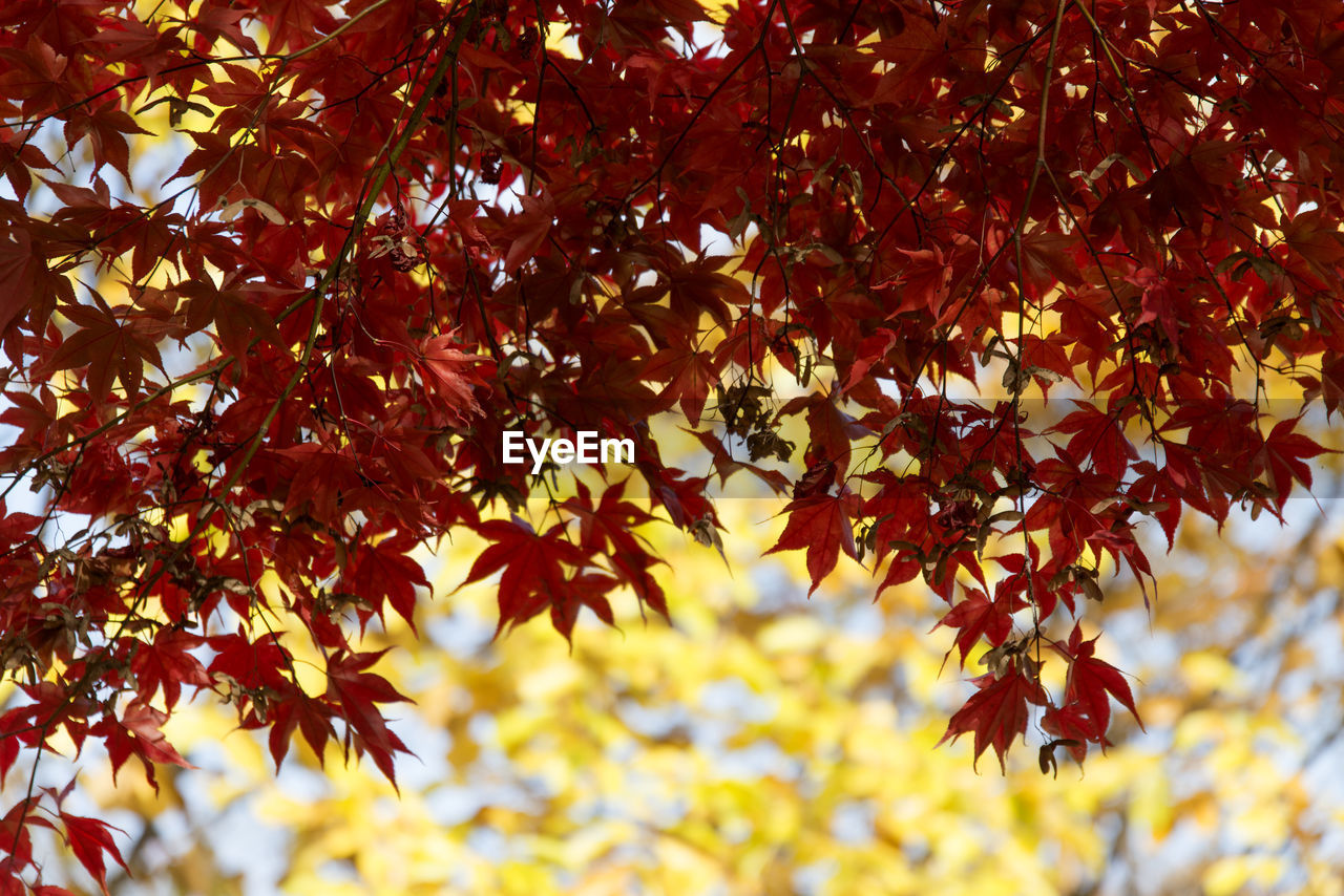 Low angle view of maple tree