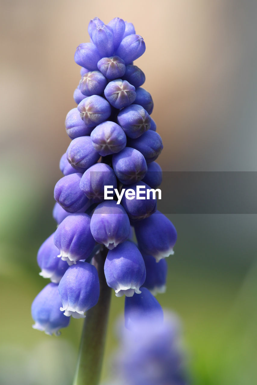 Close-up of purple flowering plant