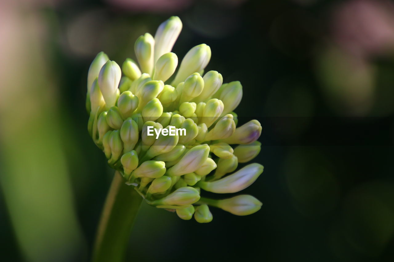 Close-up of plant