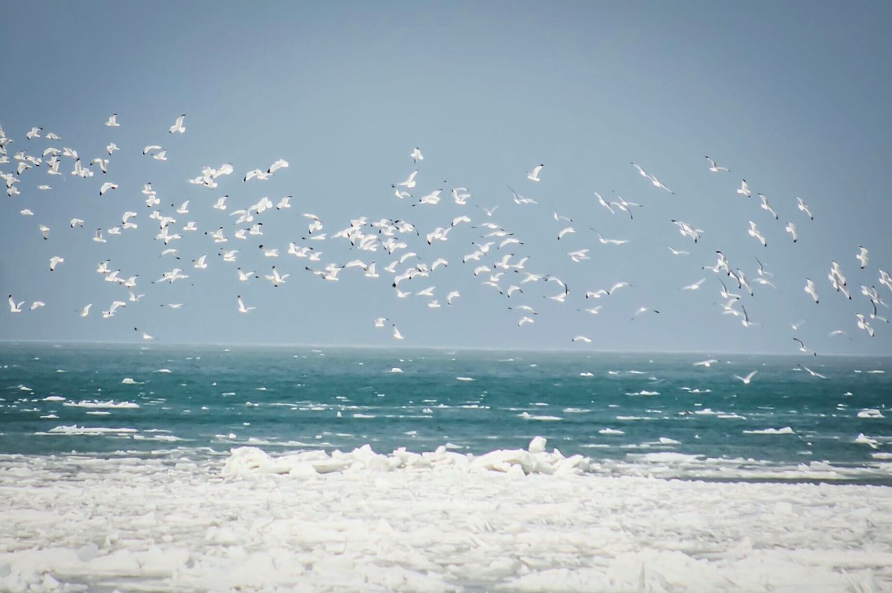 Birds flying over beach